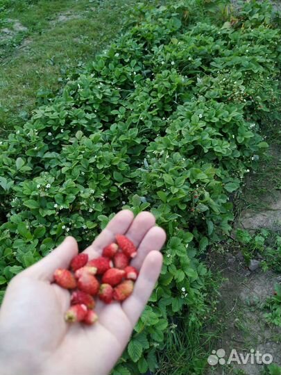 Земляника садовая