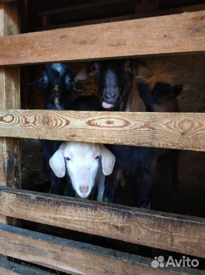 Продам с/х животных