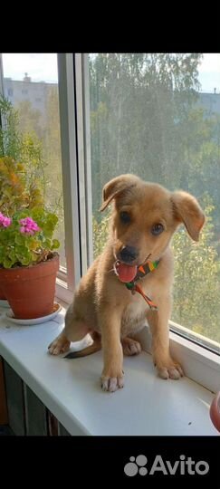 Щенок от небольшой собаки