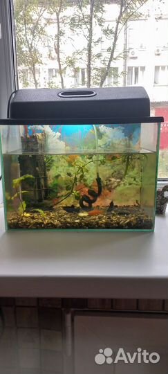 Аквариум
