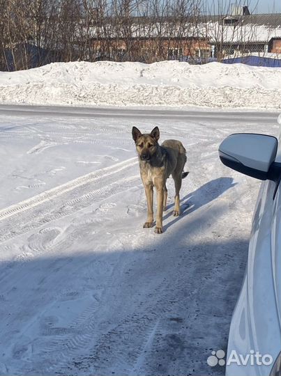 Собака в добрые руки