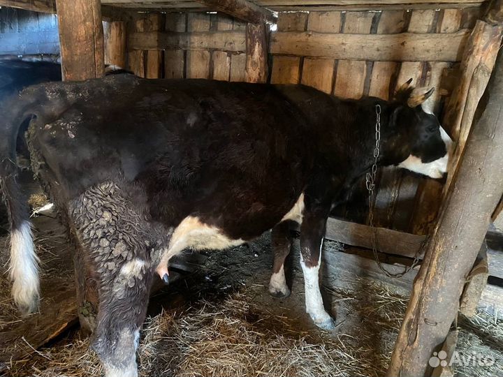 Корова дойная