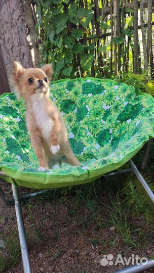 Мини Девочка Чихуахуа