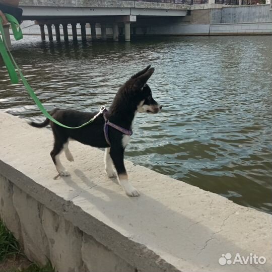 Щенок в добрые руки