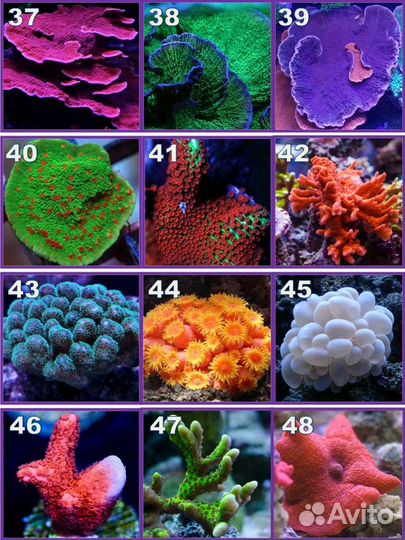 Кораллы для морского аквариума Зоантус Актиния