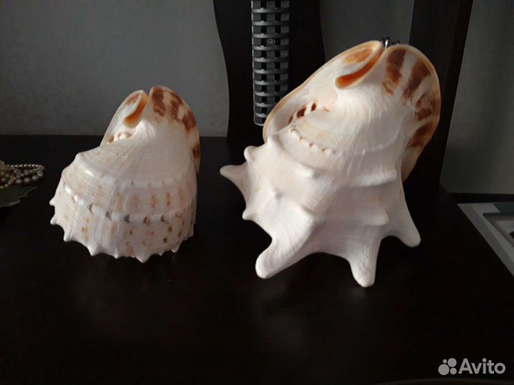 Морские средиземноморские ракушки