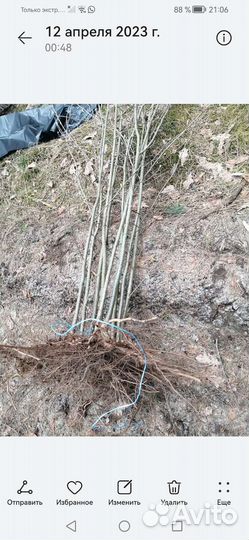 Рябина красная саженцы