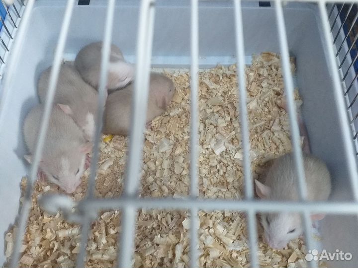 Крыса дамбо