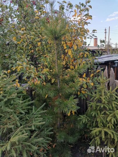 Кедр сибирский саженцы в Черногорске