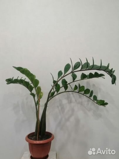 Замиокулькас денежное дерево