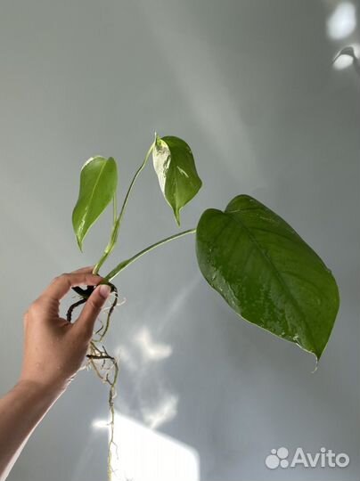 Монстера росток вариегатная