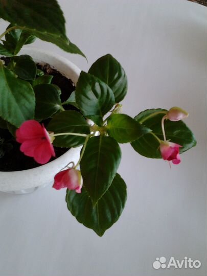 Домашние цветы разные