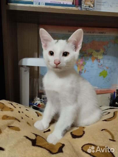 Котята в добрые руки приучены к лотку