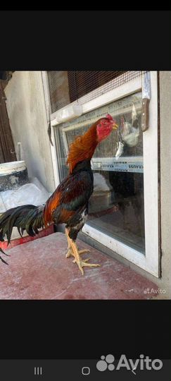 Бойцовые петухи яйца инкубационные