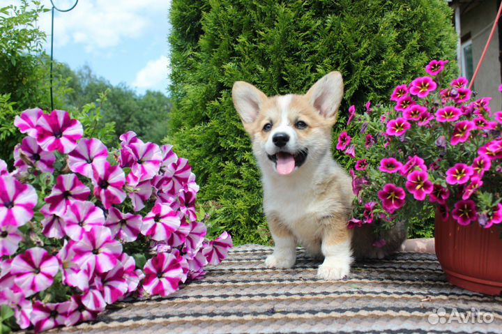 Щенки корги пемброк