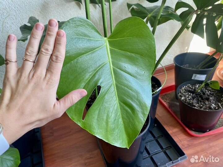 Монстера альба крупный лист домашний цветок