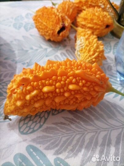 Момордика