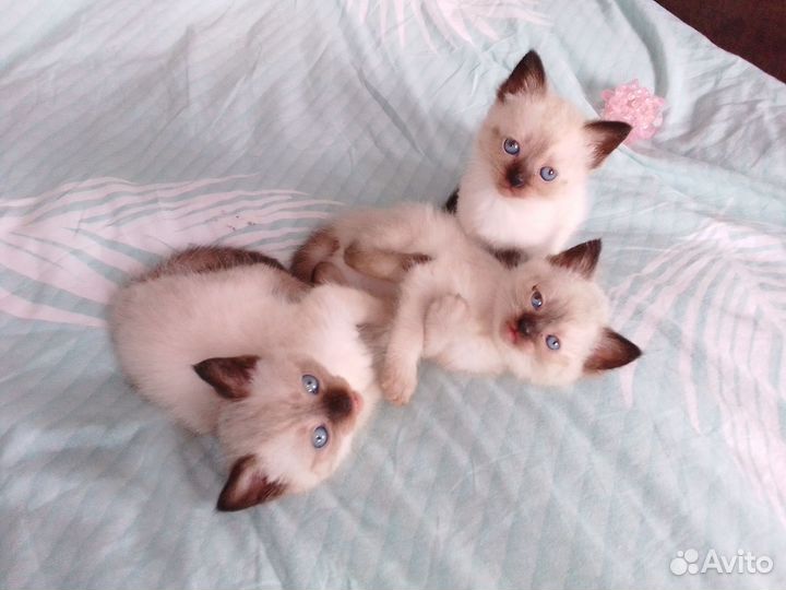 Сиамские котята