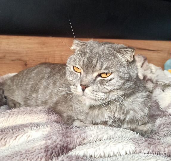 Шотландский вислоухий кот