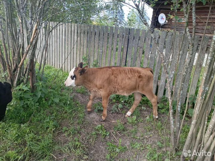 Абердин ангус бычки