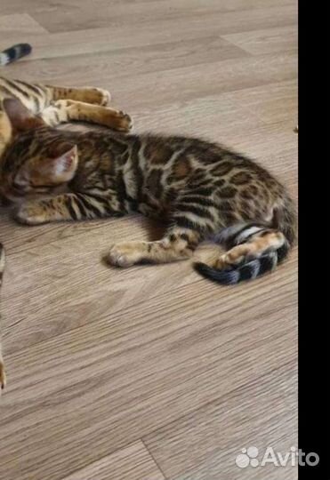 Бенгальский Кот вязка