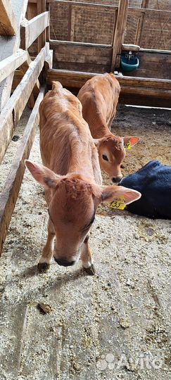 Телята бычки телки