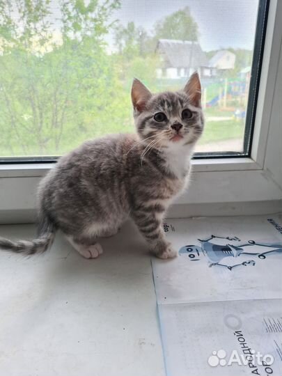 Котенок
