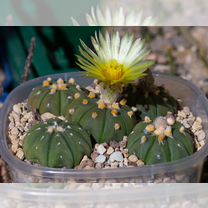 Кактусы Astrophytum asterias