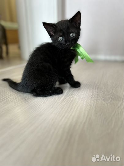 Котик в добрые ручки