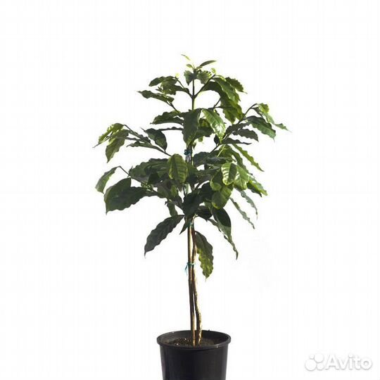 Редкие комнатные растения