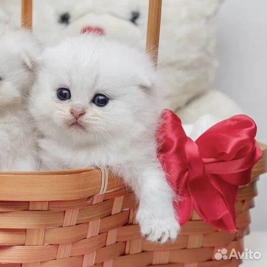Шотландские котята