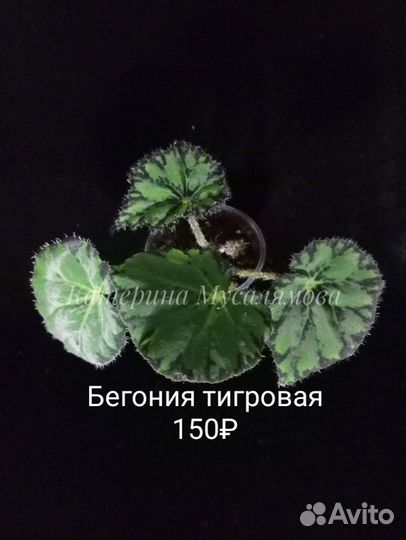 Декоративные бегонии