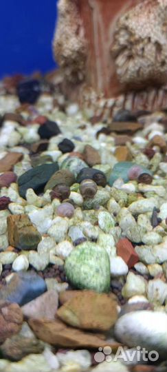 Улитки аквариумные