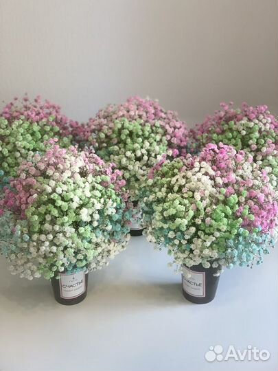 Яркая гипсофила