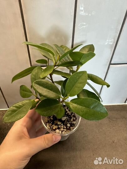 Фикус Мокламе