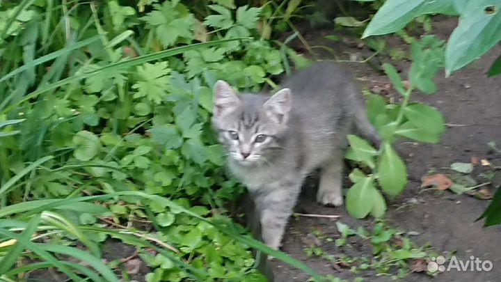 Котята мальчики ищут дом