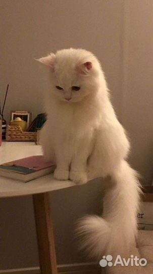 Сибирская кошка бесплатно