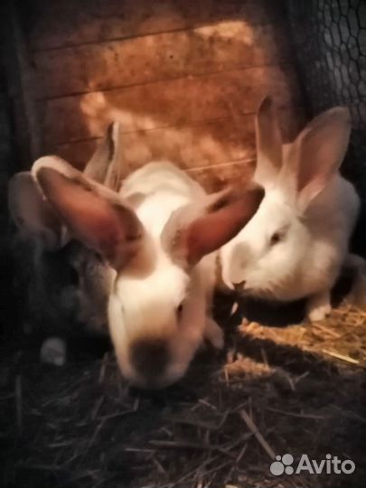Кролики мясных пород