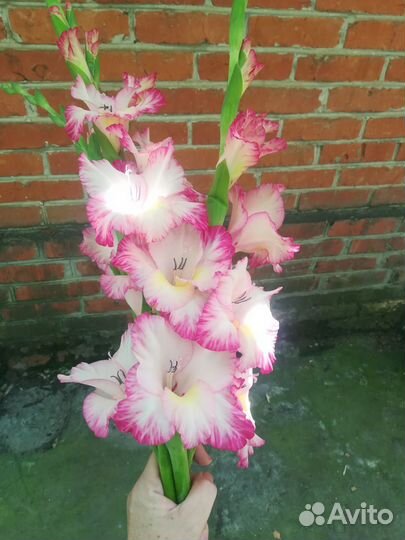 Детка гладиолуса