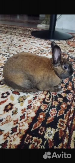 Декоративные кролики в добрые руки