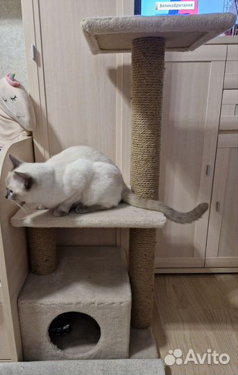 Когтеточка, домик для кошки