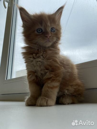 Котята мейн-кун