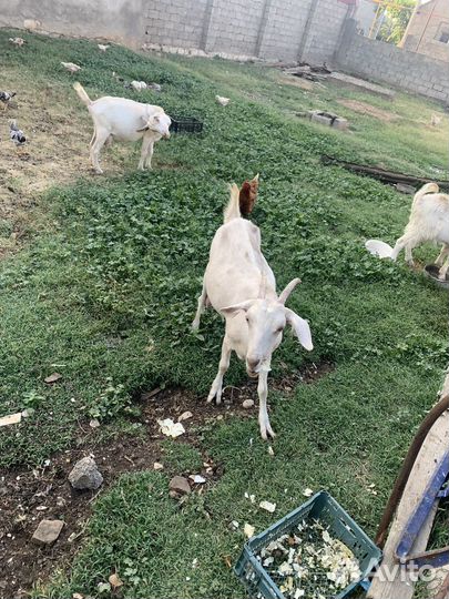 Козы дойные