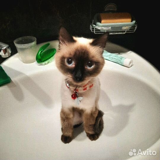 Кот в добрые ручки