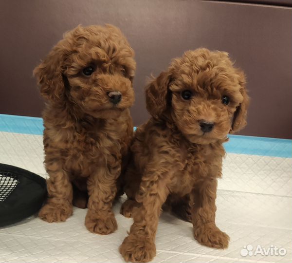 Той-пудель ред браун