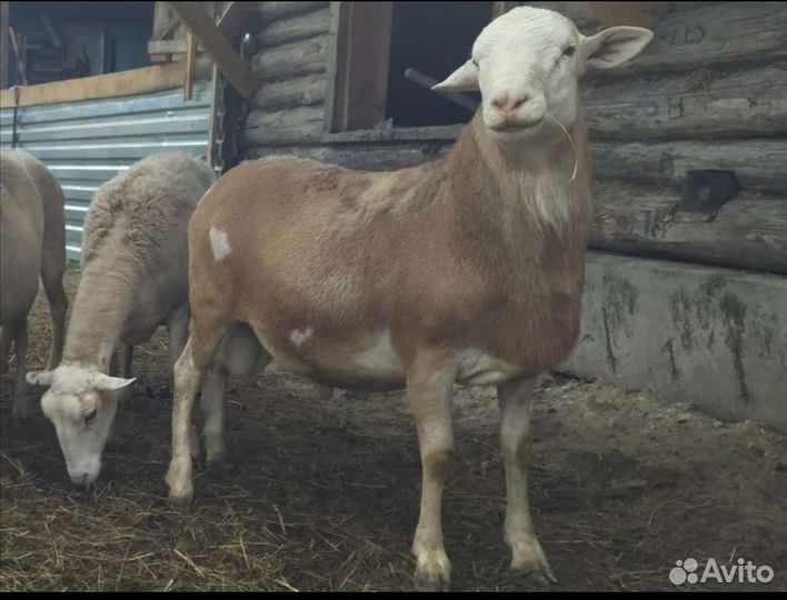 Кутумский баран