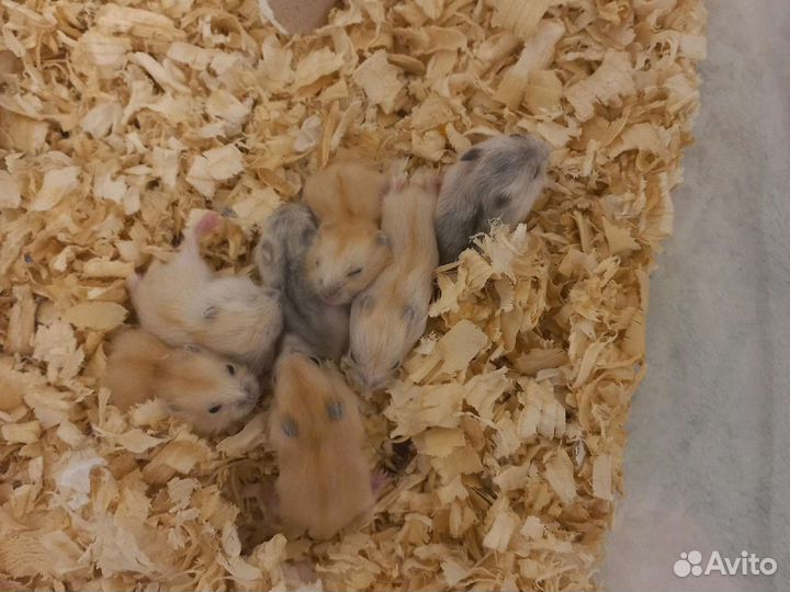 Джунгарский хомяк