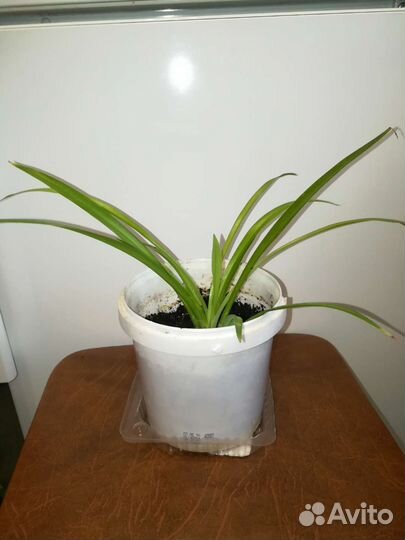 Хлорофитум