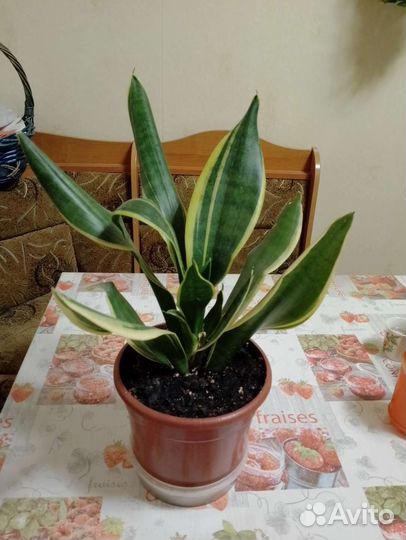 Сансенверия