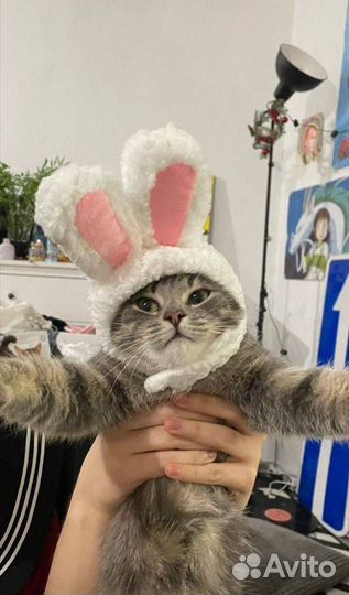 Шапочка с ушками для кота/собаки